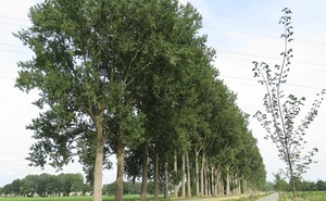 ¿En busca de árboles para tu hogar? Estos árboles brindan sombra y no levantarán tu banqueta