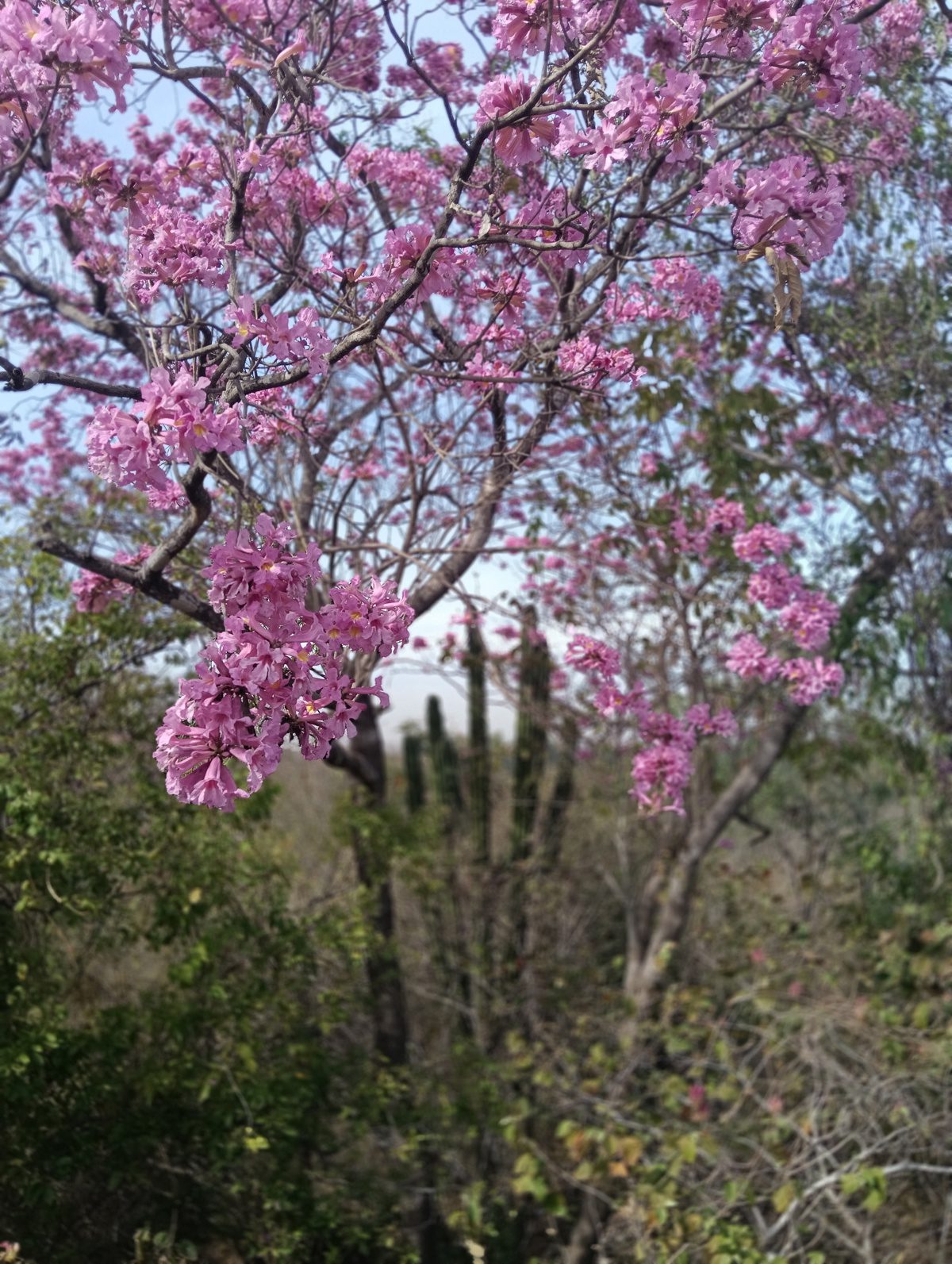 El impacto visual es impresionante para los vecinos de Alturas del Sur.