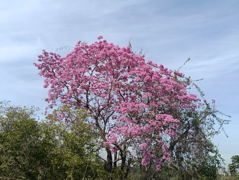 Las amapas lucen esplendorosas entre los verdes cerros de Alturas del Sur.