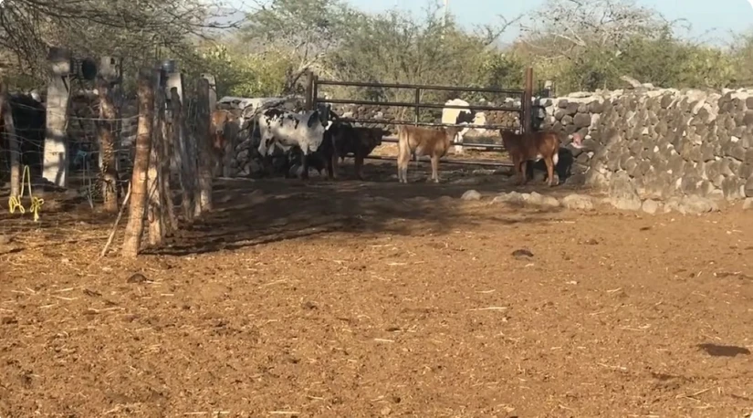 En el rancho del papá de Ana Bárbara, en San Luis Potosí, aun se cuida ganado. Foto: Captura de pantalla