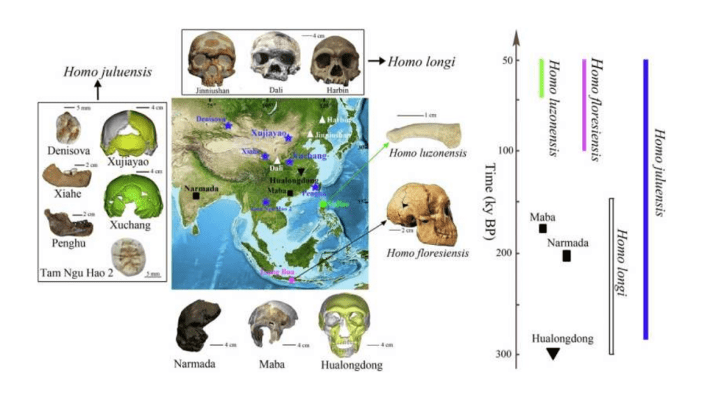 Análisis científico de fósiles en Asia sugiere la posible existencia de una especie humana diferente 3 fosiles - fosiles