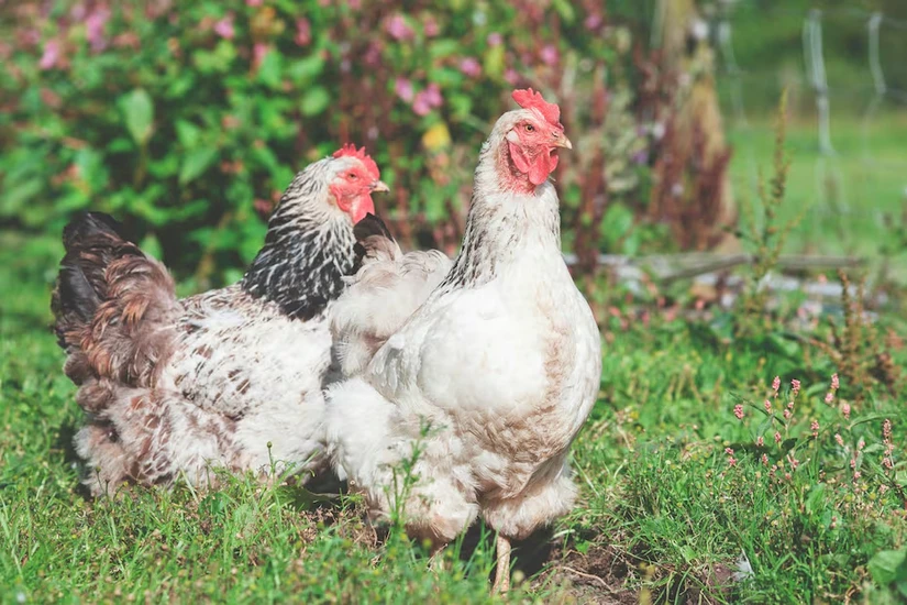 Conoce los motivos del color del pollo. Foto: Cortesía