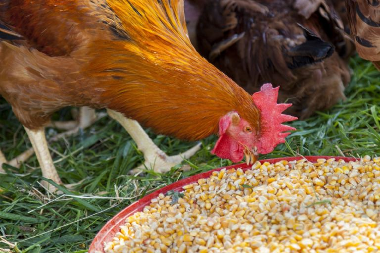 La alimentación es la principal causa del color. Foto: Cortesía