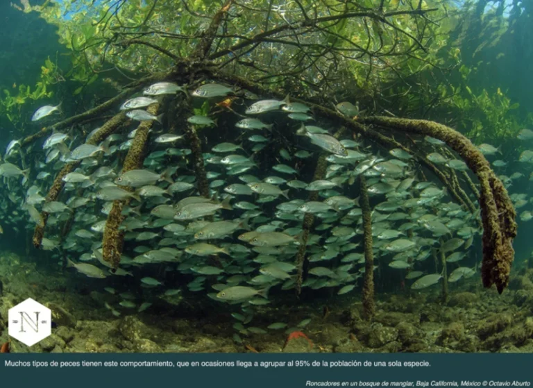 Pesca sostenible: conservación y prosperidad