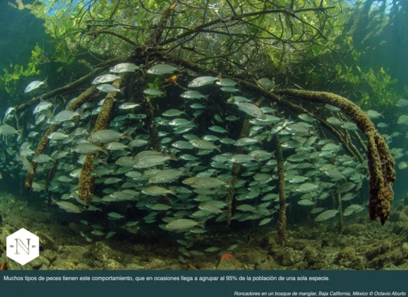 Pesca sostenible: conservación y prosperidad