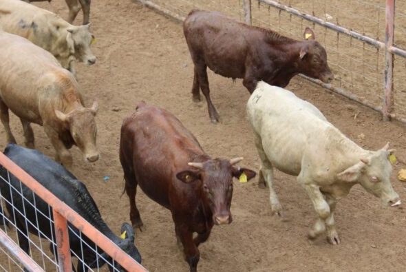 Prevén reapertura de frontera para ganado tras revisión por gusano barrenador