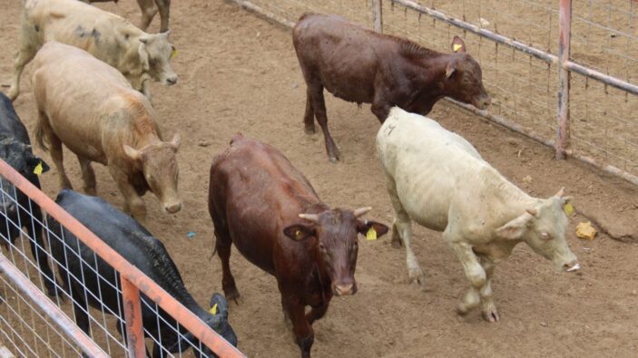 Prevén reapertura de frontera para ganado tras revisión por gusano barrenador