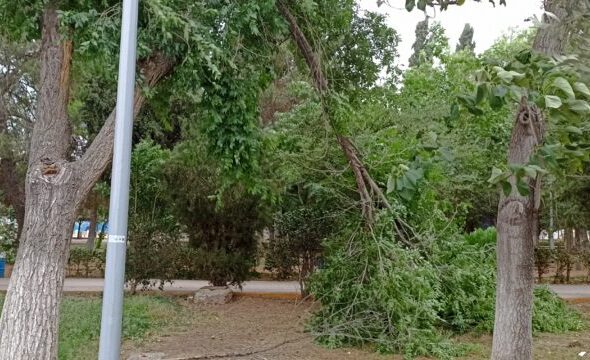 Ciudad Deportiva en total abandono: ramas caídas ponen en riesgo a ciudadanos