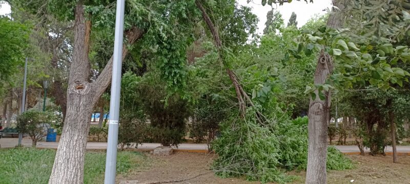 Ciudad Deportiva en total abandono: ramas caídas ponen en riesgo a ciudadanos