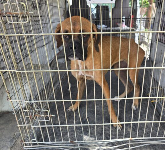 Busca Estado coordinar con municipio refugio animal