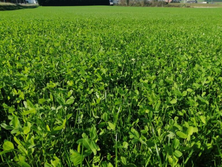 Abre SDR apoyo para adquisición de semilla de pradera en Chihuahua