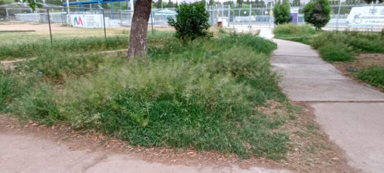 Abandono en Ciudad Deportiva desata indignación ciudadana
