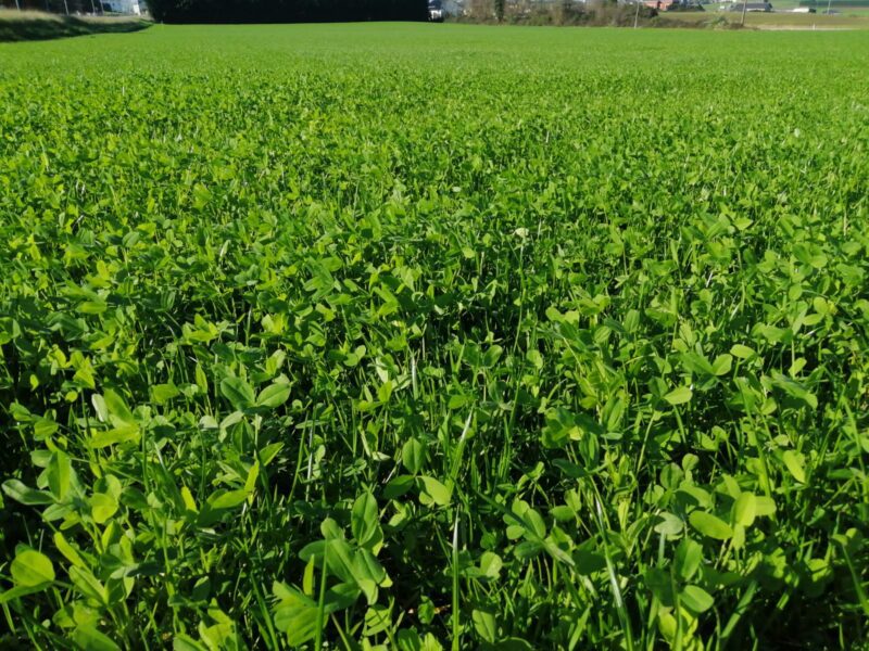 Abre SDR apoyo para semilla de pradera en Chihuahua