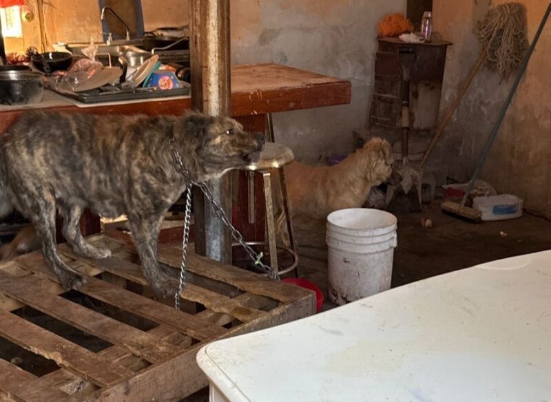 Durante marzo, aseguró FGE Norte a 10 caninos en situación de maltrato en Cd. Juárez