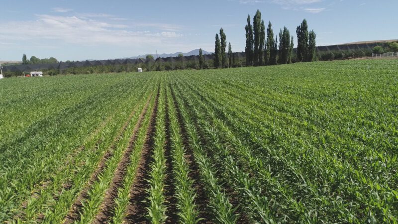 Abren apoyo para fertilizantes a productores del estado