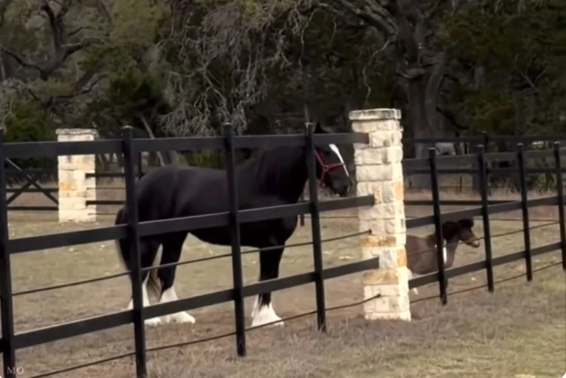 Algunos de los animales que hay en rancho de Montserrat Oliver. Foto: Facebook