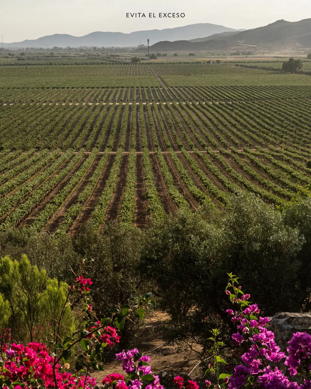 Una sola vinícola produce una gran parte del vino mexicano. L.A. Cetto lidera el sector gracias a su tamaño, historia y expansión en el Valle de Guadalupe.