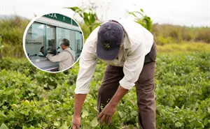 Calendario de pagos de 2026 de Producción para el Bienestar por cultivo