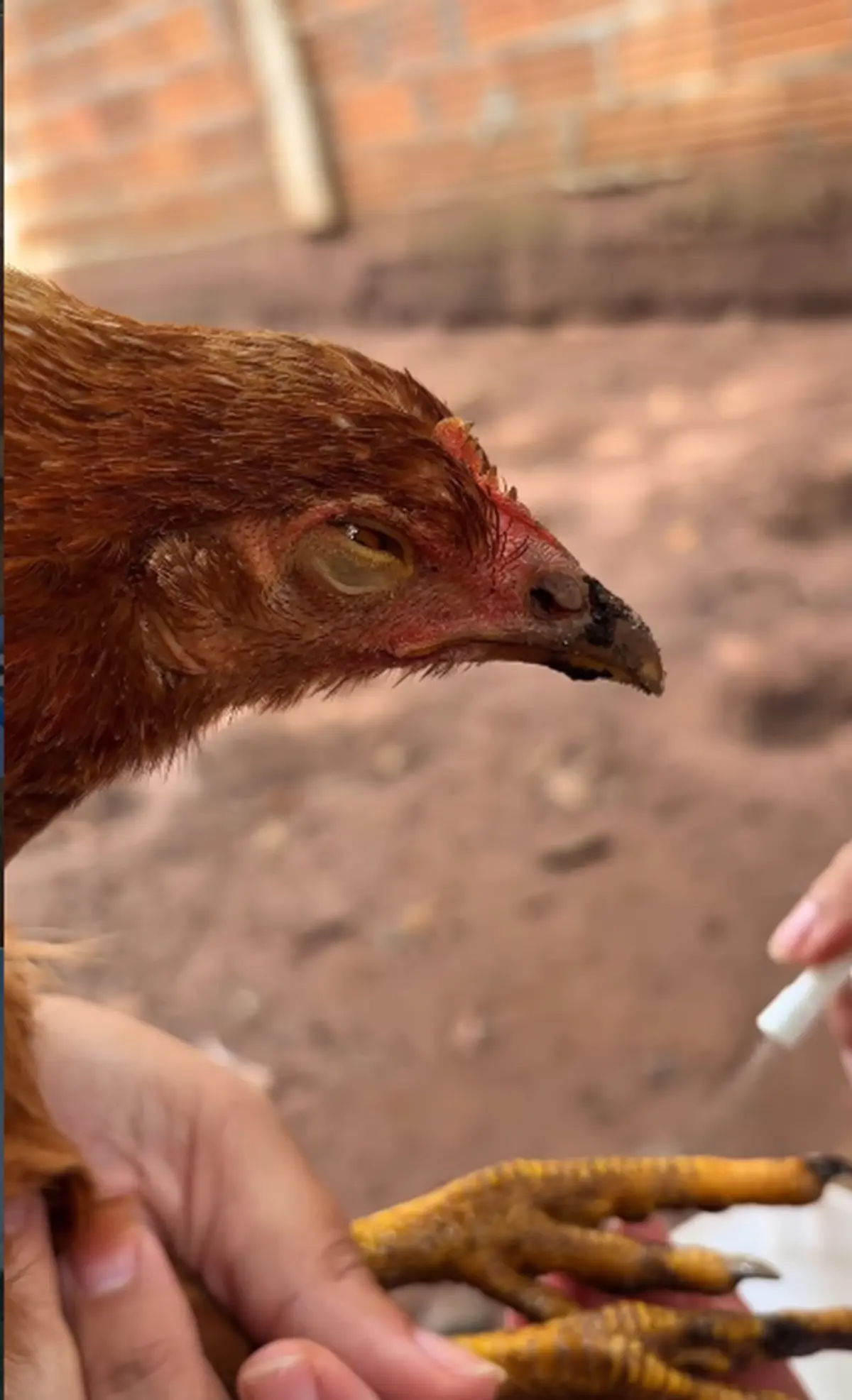 Una niña se hace viral al realizarle un manicure a su gallina.