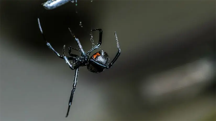 Conoce la información sobre estos arácnidos. Foto: Cortesía
