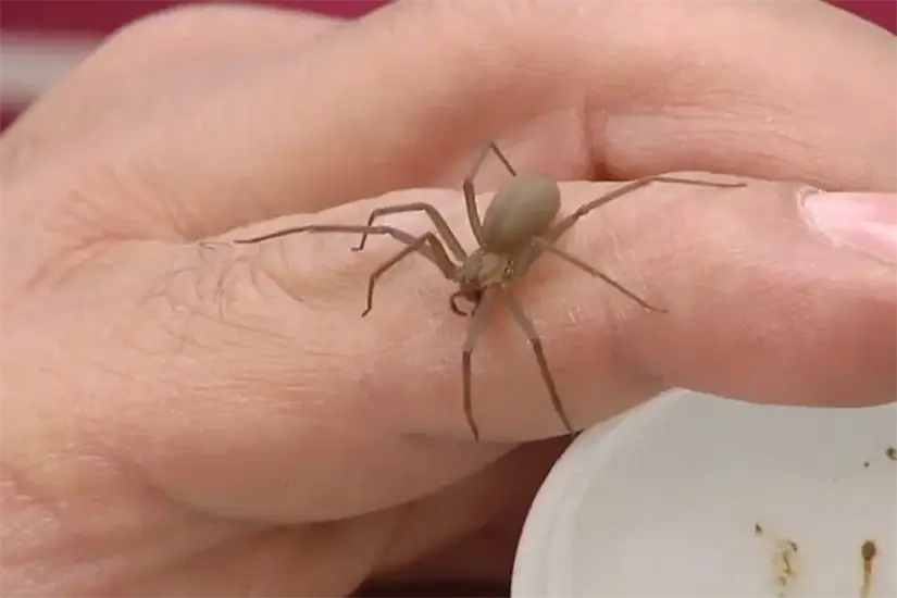 Ante una mordedura, lo esencial es acudir a un médico. Foto: Cortesía