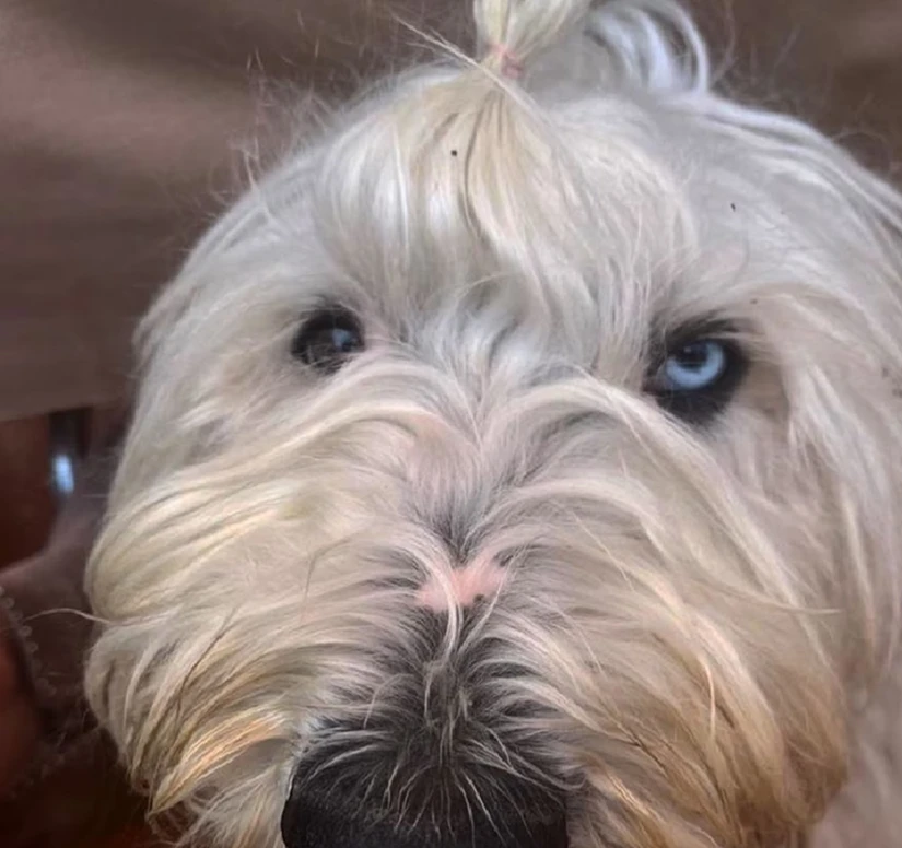 Bartola es la mascota de Luisa María 