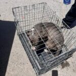 Asegura FGE Norte 17 animales en situación de maltrato en Ciudad Juárez