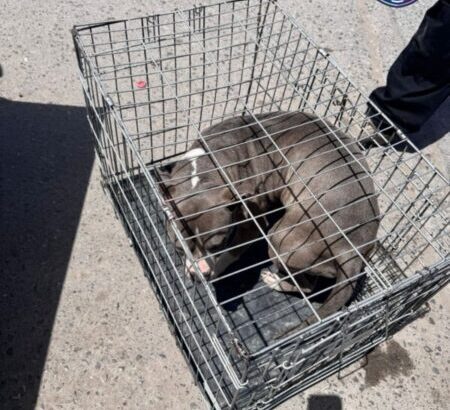 Asegura FGE Norte 17 animales en situación de maltrato en Ciudad Juárez