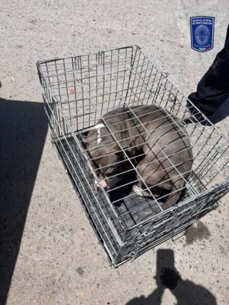 Asegura FGE Norte 17 animales en situación de maltrato en Ciudad Juárez