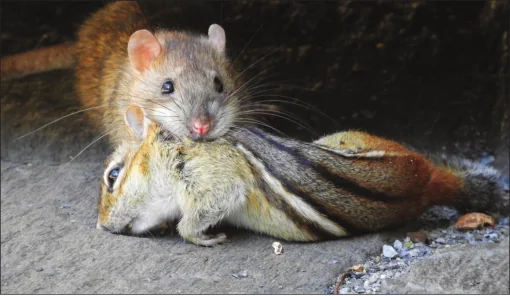 Llaman a controlar plaga de ardillas y ratas para el mundia