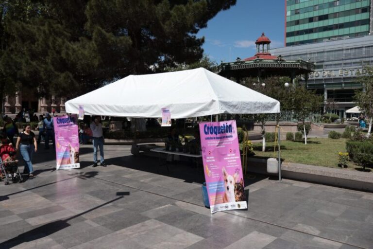 Convocan a donar croquetas para animales vulnerables