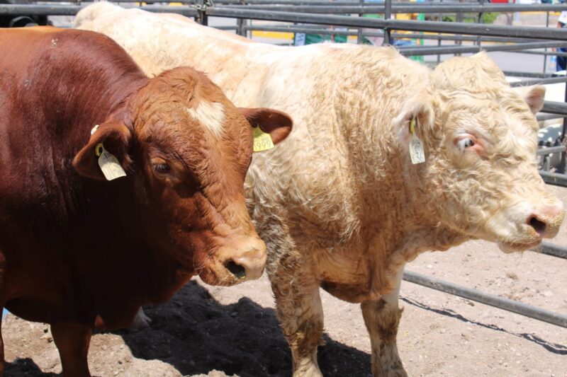 Esperan apertura para ganado en 10 días