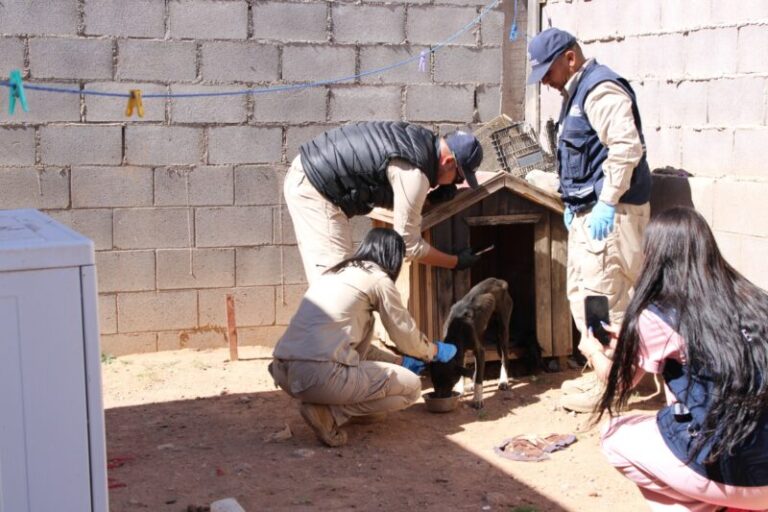 Evita sanciones por abandono de mascotas