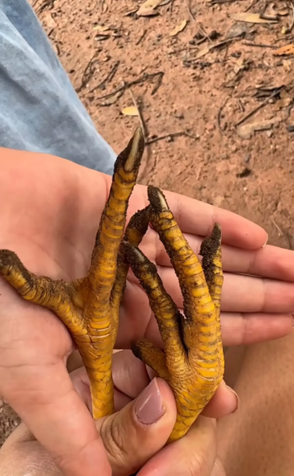 Niña le hace pedicure a gallina y se vuelve viral.