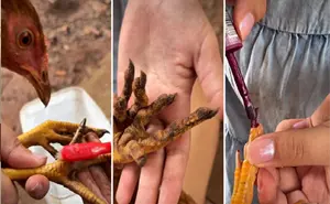 VIDEO Niña se vuelve viral por hacerle manicure a su gallina