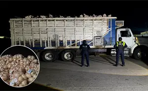 Roban 20 toneladas de cebolla en Guanajuato … y así evitaron un golpe a tu bolsillo