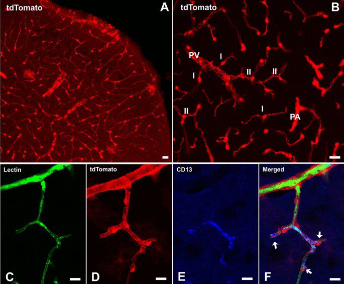 Científicos revierten daño cerebral causado por falta de sueño usando exosomas diseñados