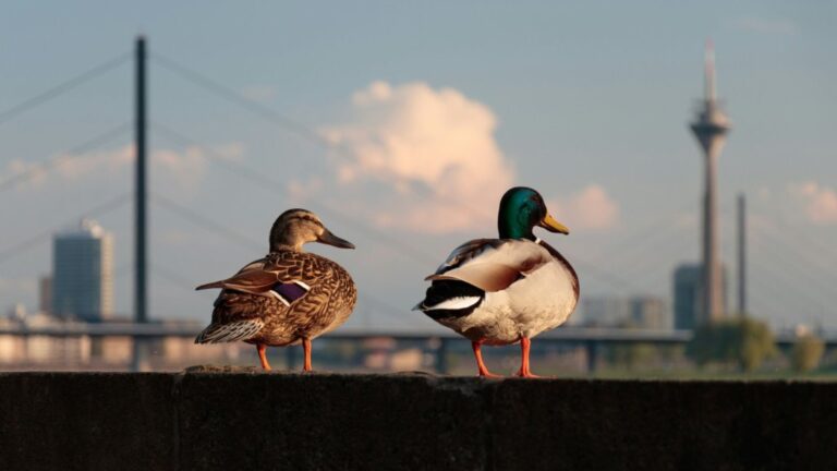 La vida silvestre también nos está observando: los animales cambian su comportamiento por la simple presencia humana
