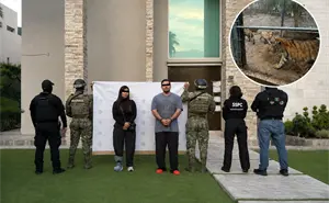Tigres exóticos, armas y autos: el millonario aseguramiento tras cateos en Nuevo León