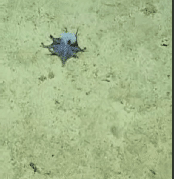 pulpo - pulpo