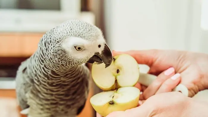 Evita estos alimentos en tus mascotas. Foto: Cortesía