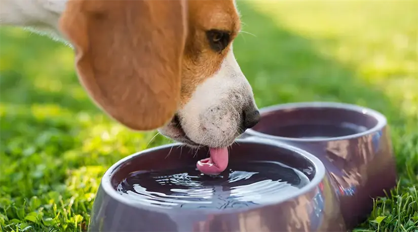 La dieta se debe consultar con un veterinario. Foto: Cortesía