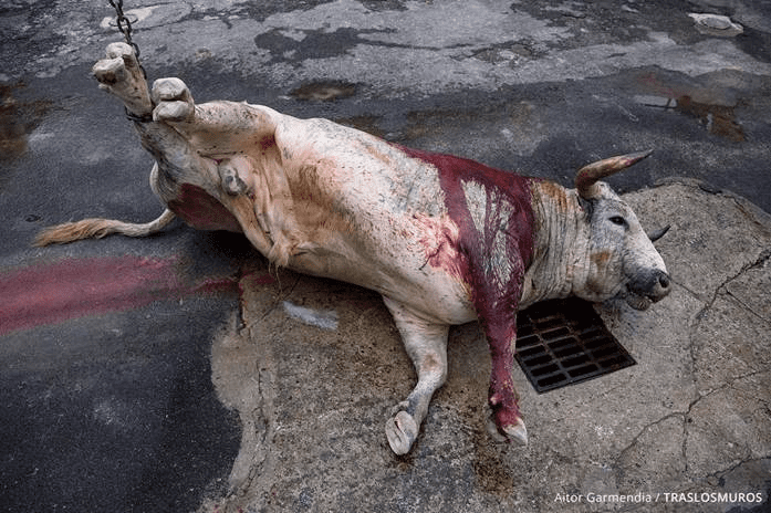 Detiene juez federal tortura de toros en Feria de Tixkokob tras amparo de PETA Latino y Animal Heroes