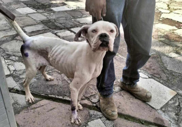 Golpean el maltrato animal en Edomex cárcel y multas de hasta 35 mil pesos endurecen castigos contra abusos