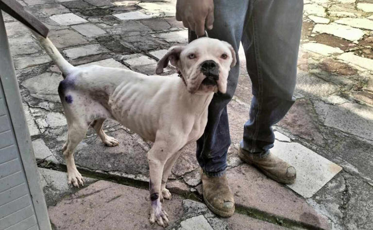 Golpean el maltrato animal en Edomex cárcel y multas de hasta 35 mil pesos endurecen castigos contra abusos