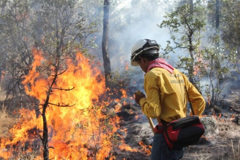 Han sido liquidados 184 incendios forestales en lo que va del año