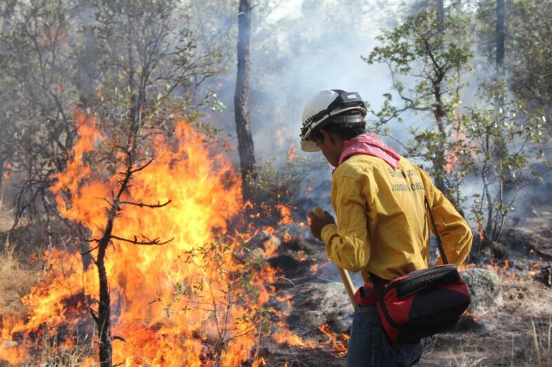Han sido liquidados 184 incendios forestales en lo que va del año