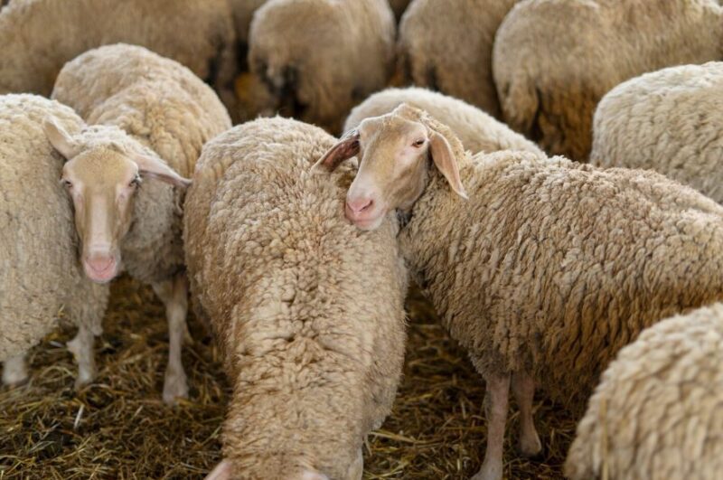 Lanza Desarrollo Rural convocatoria para la adquisición de borregos