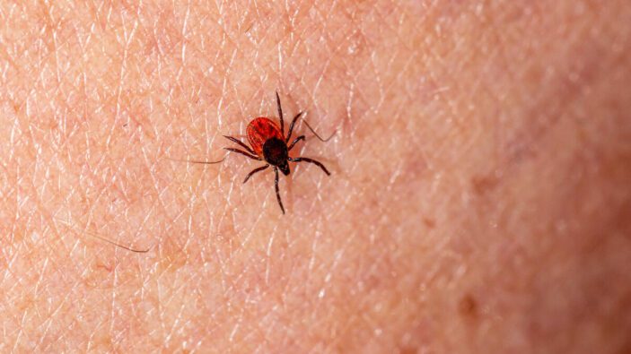 Llaman a prevenir rickettsiosis desde el hogar