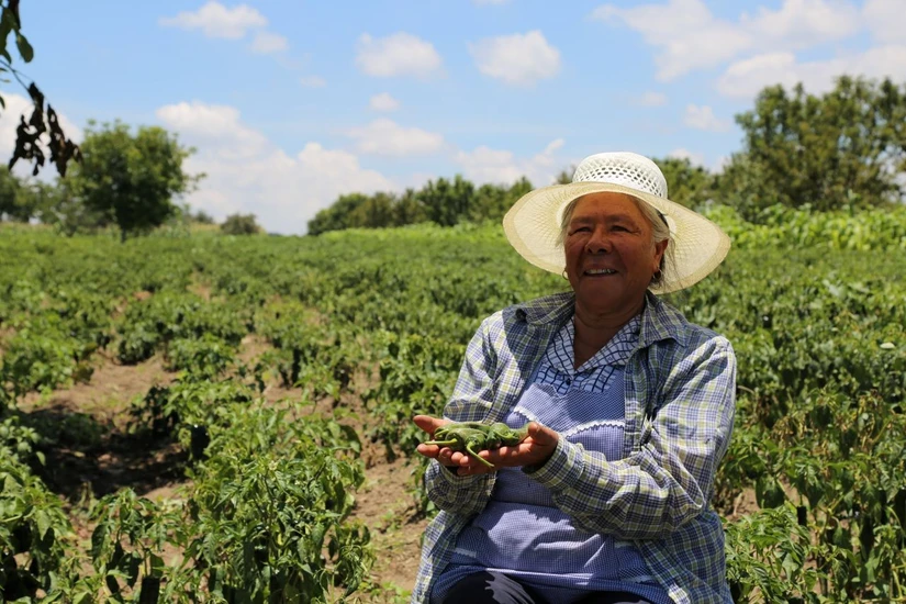 Van a fortalecer prácticas comerciales de la producción ded los campos en México . Foto: Cortesía